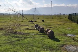 ZASADITEV DREVES OB NOVEM PARKIRIŠČU PRI OŠ CERKNICA 01 FOTO BOŠTJAN OTONIČAR